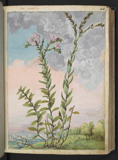 Linum viscosum: una planta alta con flores rosadas, de "Pinturas de la flora de los estados romanos" de Gherardo Cibo, Add MS 22333, f051r, c.1564-84 (acuarela y gouache sobre papel) de Gherardo Cibo