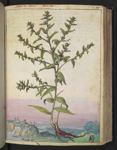 Lithospermum officinale, de "Pinturas de flora de los estados romanos" de Gherardo Cibo, Add MS 22333, f062r, c.1564-84 (acuarela y gouache sobre papel) de Gherardo Cibo