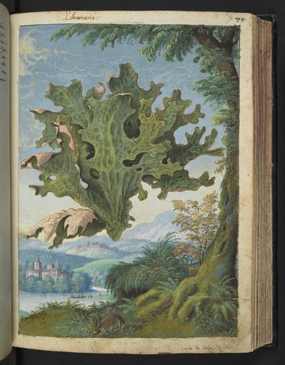 Lobaria pulmonaria (Lungwort), de "Pinturas de la flora de los estados romanos" de Gherardo Cibo, Add MS 22333, f071r, c.1564-84 (acuarela y gouache sobre papel) de Gherardo Cibo