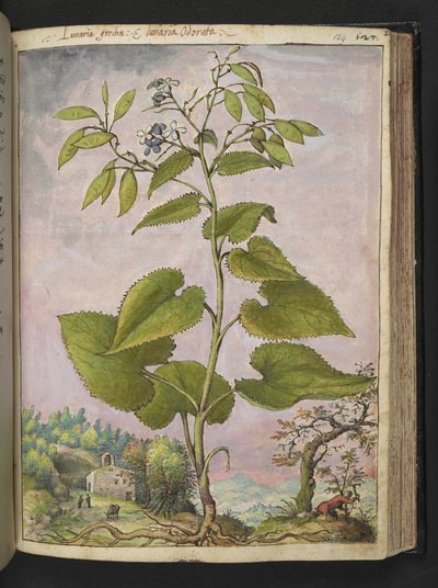 Lunaria redivivia, de "Pinturas de Flora de los Estados Romanos" de Gherardo Cibo, Add MS 22333, f124r, c.1564-84 (acuarela y gouache sobre papel) de Gherardo Cibo