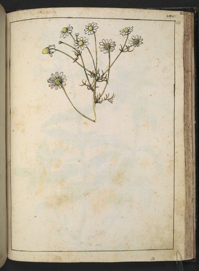 Matricaria chamomilla (manzanilla), de "Pinturas de la flora de los estados romanos" de Gherardo Cibo, Add MS 22333, f163r, c.1564-84 (acuarela y gouache sobre papel) de Gherardo Cibo