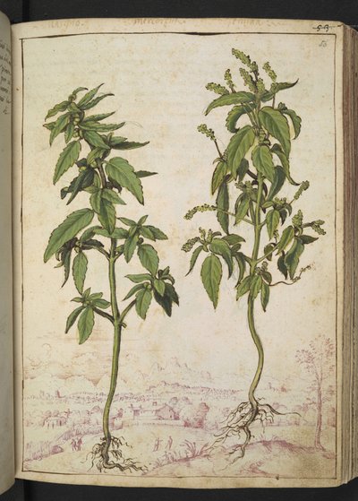 Mercurialis annua, de "Pinturas de flora de los estados romanos" de Gherardo Cibo, Add MS 22333, f056r, c.1564-84 (acuarela y gouache sobre papel) de Gherardo Cibo