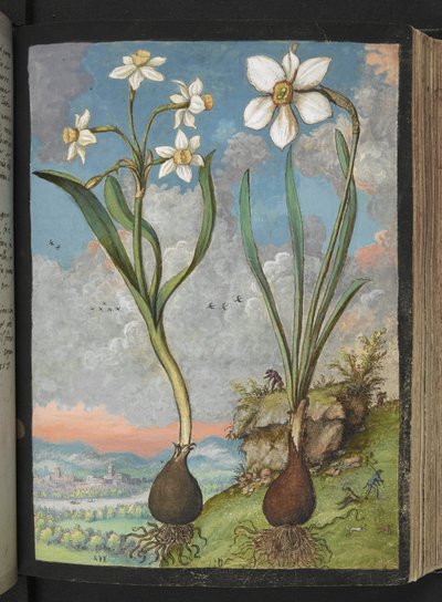 Narcissus tazetta y Narcissus poeticu: Plantas con pétalos blancos, de "Paintings of Flora of the Roman States" de Gherardo Cibo, Add MS 22333, f059r, c.1564-84 (acuarela y gouache sobre papel) de Gherardo Cibo