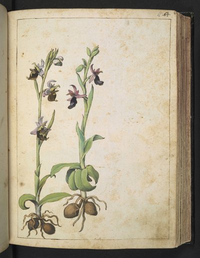 Orchis: Una planta con flores blancas y rosadas, de "Pinturas de Flora de los Estados Romanos" de Gherardo Cibo, Add MS 22333, f066r, c.1564-84 (acuarela y gouache sobre papel) de Gherardo Cibo