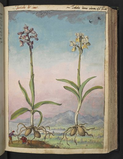 Orchis pallens: dos plantas con flores, de "Pinturas de la flora de los estados romanos" de Gherardo Cibo, Add MS 22333, f064r, c.1564-84 (acuarela y gouache sobre papel) de Gherardo Cibo
