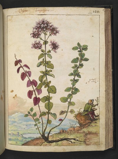 Origanum vulgare, de "Pinturas de Flora de los Estados Romanos" de Gherardo Cibo, Add MS 22333, f130r, c.1564-84 (acuarela y gouache sobre papel) de Gherardo Cibo