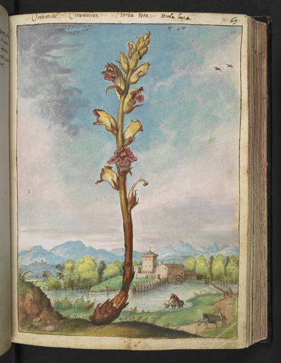 Orobanche gracilis, de "Pinturas de flora de los estados romanos" de Gherardo Cibo, Add MS 22333, f070r, c.1564-84 (acuarela y gouache sobre papel) de Gherardo Cibo