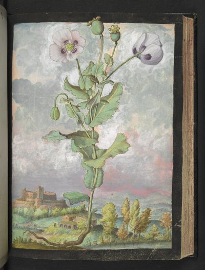 Papaver somniferum: una planta con pétalos blancos, de "Pinturas de la flora de los estados romanos" de Gherardo Cibo, Add MS 22333, f108r, c.1564-84 (acuarela y gouache sobre papel) de Gherardo Cibo