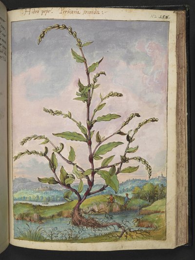 Persicaria hydropiper, de "Paintings of Flora of the Roman States" de Gherardo Cibo, Add MS 22333, f152r, c.1564-84 (acuarela y gouache sobre papel) de Gherardo Cibo