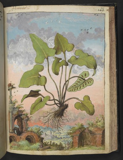 Phyllitis hemionitis, de "Paintings of Flora of the Roman States" de Gherardo Cibo, Add MS 22333, f143r, c.1564-84 (acuarela y gouache sobre papel) de Gherardo Cibo