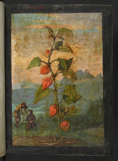 Physalis alkekengi: Una planta con flores rojas, de "Paintings of Flora of the Roman States" de Gherardo Cibo, Add MS 22333, f004r, c.1564-84 (acuarela y gouache sobre papel) de Gherardo Cibo