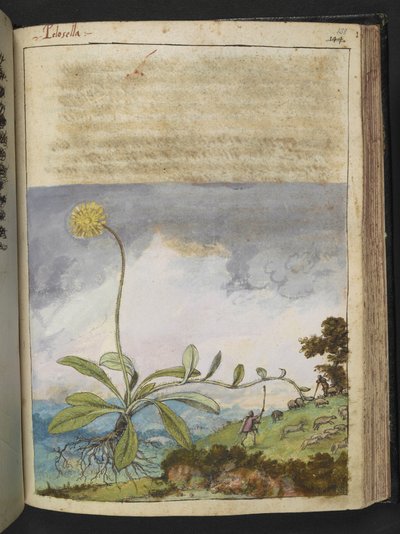 Pilosella officinarum, de "Pinturas de Flora de los Estados Romanos" de Gherardo Cibo, Add MS 22333, f138r, c.1564-84 (acuarela y gouache sobre papel) de Gherardo Cibo