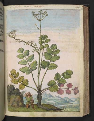 Pimpinella major, de "Pinturas de Flora de los Estados Romanos" de Gherardo Cibo, Add MS 22333, f100r, c.1564-84 (acuarela y gouache sobre papel) de Gherardo Cibo