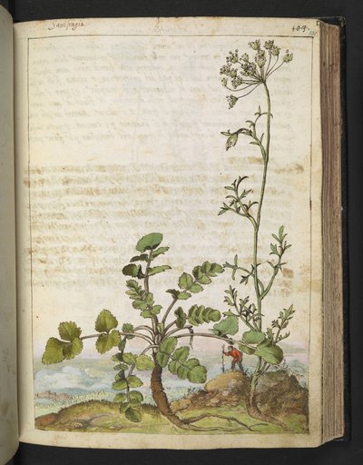 Pimpinella saxifraga, de "Pinturas de la flora de los estados romanos" de Gherardo Cibo, Add MS 22333, f101r, c.1564-84 (acuarela y gouache sobre papel) de Gherardo Cibo