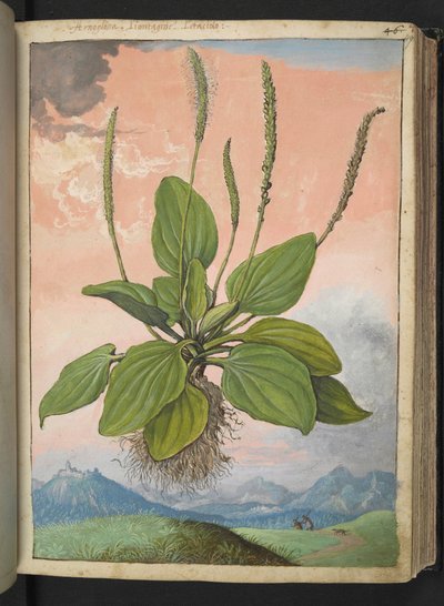 Plantago major, de "Pinturas de Flora de los Estados Romanos" de Gherardo Cibo, Add MS 22333, f049r, c.1564-84 (acuarela y gouache sobre papel) de Gherardo Cibo