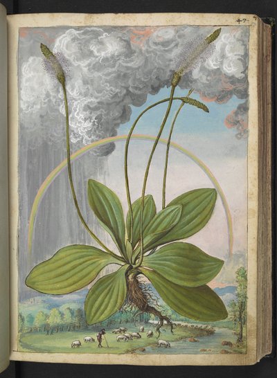 Plantago media, de "Pinturas de Flora de los Estados Romanos" de Gherardo Cibo, Add MS 22333, f050r, c.1564-84 (acuarela y gouache sobre papel) de Gherardo Cibo