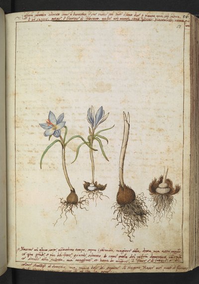 Plantas entre flores azules, de "Paintings of Flora of the Roman States" de Gherardo Cibo, Add MS 22333, f058r, c.1564-84 (acuarela y gouache sobre papel) de Gherardo Cibo
