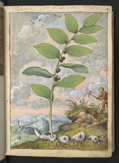 Polygonatum odoratum: Una planta. Un hombre con un pico, de "Paintings of Flora of the Roman States" de Gherardo Cibo, Add MS 22333, f025r, c.1564-84 (acuarela y gouache sobre papel) de Gherardo Cibo