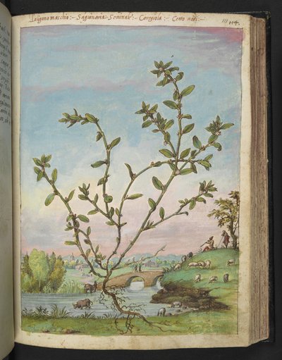 Polygonum aviculare, de "Pinturas de flora de los estados romanos" de Gherardo Cibo, Add MS 22333, f111r, c.1564-84 (acuarela y gouache sobre papel) de Gherardo Cibo