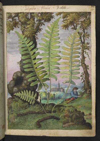 Polypodium, de "Pinturas de Flora de los Estados Romanos" de Gherardo Cibo, Add MS 22333, f015r, c.1564-84 (acuarela y gouache sobre papel) de Gherardo Cibo