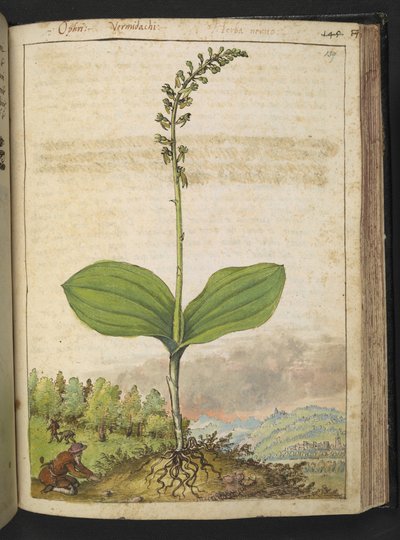 Posiblemente Ophrys apifera (orquídea abeja), de "Pinturas de la flora de los estados romanos" de Gherardo Cibo, Add MS 22333, f139r, c.1564-84 (acuarela y gouache sobre papel) de Gherardo Cibo