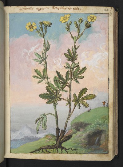 Potentilla recta: Una planta con flores amarillas, de "Pinturas de Flora de los Estados Romanos" de Gherardo Cibo, Add MS 22333, f039r, c.1564-84 (acuarela y gouache sobre papel) de Gherardo Cibo