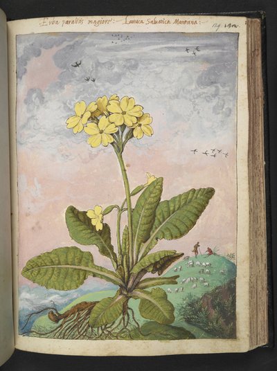 Primula elatior: Planta de pétalos amarillos. , de "Pinturas de Flora de los Estados Romanos" de Gherardo Cibo, Add MS 22333, f129r, c.1564-84 (acuarela y gouache sobre papel) de Gherardo Cibo