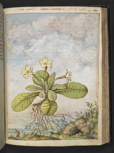 Primula vulgaris, de "Pinturas de Flora de los Estados Romanos" de Gherardo Cibo, Add MS 22333, f128r, c.1564-84 (acuarela y gouache sobre papel) de Gherardo Cibo