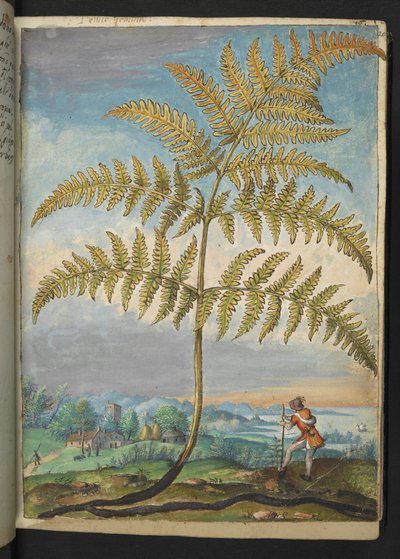 Pteridium aquilinum: un helecho, de "Pinturas de la flora de los estados romanos" de Gherardo Cibo, Add MS 22333, f020r, c.1564-84 (acuarela y gouache sobre papel) de Gherardo Cibo