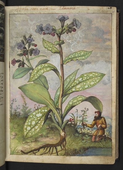 Pulmonaria officinalis, de "Pinturas de Flora de los Estados Romanos" de Gherardo Cibo, Add MS 22333, f028r, c.1564-84 (acuarela y gouache sobre papel) de Gherardo Cibo