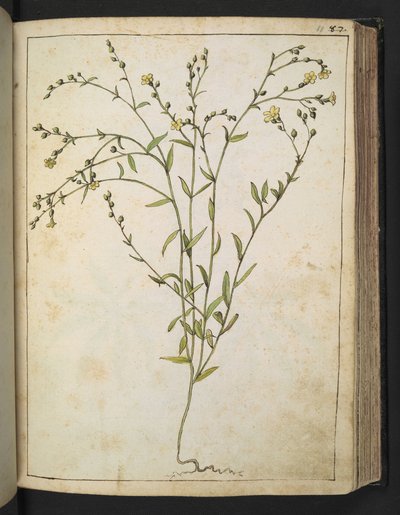 Ranunculus bulbosus: una planta con flores amarillas, de "Pinturas de la flora de los estados romanos" de Gherardo Cibo, Add MS 22333, f088r, c.1564-84 (acuarela y gouache sobre papel) de Gherardo Cibo