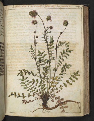Sanguisorba minor, de "Pinturas de Flora de los Estados Romanos" de Gherardo Cibo, Add MS 22333, f102r, c.1564-84 (acuarela y gouache sobre papel) de Gherardo Cibo
