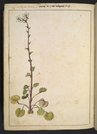 Saxifraga bianca, flor alpina con pétalos blancos, de "Paintings of Flora of the Roman States" de Gherardo Cibo, Add MS 22333, f180v, c.1564-84 (acuarela y gouache sobre papel) de Gherardo Cibo