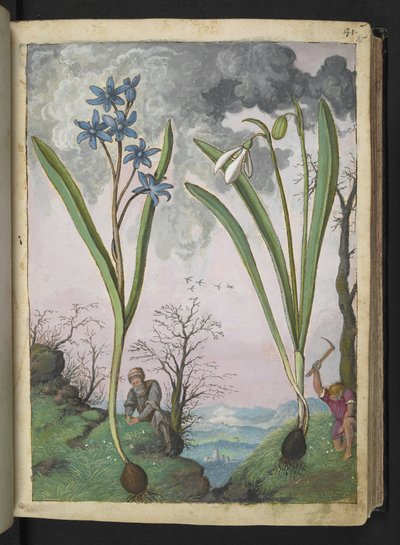 Scilla bifolia y Galanthus nivalis, de "Pinturas de la flora de los estados romanos" de Gherardo Cibo, Add MS 22333, f035r, c.1564-84 (acuarela y gouache sobre papel) de Gherardo Cibo
