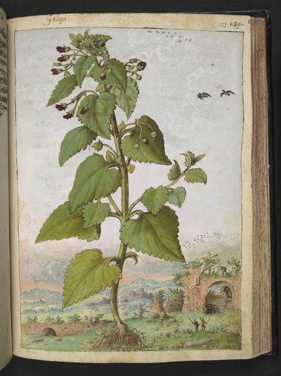 Scrophularia peregrina, de "Pinturas de Flora de los Estados Romanos" de Gherardo Cibo, Add MS 22333, f133r, c.1564-84 (acuarela y gouache sobre papel) de Gherardo Cibo
