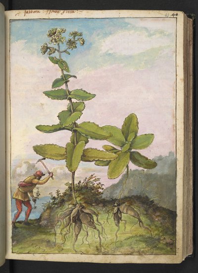 Sedum telephium, de "Pinturas de flora de los estados romanos" de Gherardo Cibo, Add MS 22333, f043r, c.1564-84 (acuarela y gouache sobre papel) de Gherardo Cibo