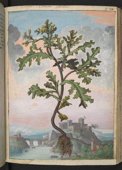 Senecio vulgaris, de "Pinturas de Flora de los Estados Romanos" de Gherardo Cibo, Add MS 22333, f057r, c.1564-84 (acuarela y gouache sobre papel) de Gherardo Cibo