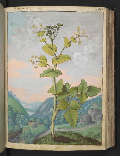 Smyrnium olusatrum, de "Pinturas de flora de los estados romanos" de Gherardo Cibo, Add MS 22333, f069r, c.1564-84 (acuarela y gouache sobre papel) de Gherardo Cibo