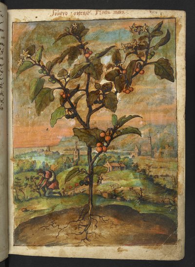 Solanum nigrum: una planta con fruta naranja, de "Pinturas de la flora de los estados romanos" de Gherardo Cibo, Add MS 22333, f007r, c.1564-84 (acuarela y gouache sobre papel) de Gherardo Cibo