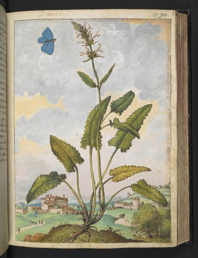Stachys officinalis, de "Pinturas de flora de los estados romanos" de Gherardo Cibo, Add MS 22333, f093r, c.1564-84 (acuarela y gouache sobre papel) de Gherardo Cibo