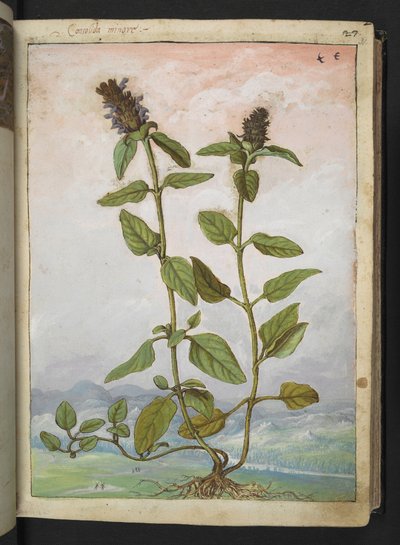 Symphytum bulbosum (Consuelda bulbosa), de "Pinturas de la flora de los estados romanos" de Gherardo Cibo, Add MS 22333, f031r, c.1564-84 (acuarela y gouache sobre papel) de Gherardo Cibo