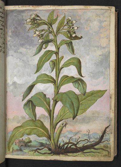Symphytum officinale (Consuelda), de "Pinturas de la flora de los estados romanos" de Gherardo Cibo, Add MS 22333, f029r, c.1564-84 (acuarela y gouache sobre papel) de Gherardo Cibo