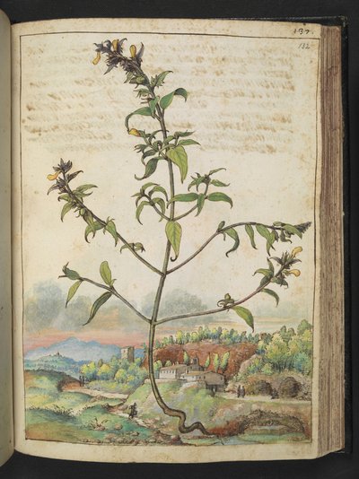 Planta alta con hojas verdes y flores amarillas, de "Paintings of Flora of the Roman States" de Gherardo Cibo, Add MS 22333, f132r, c.1564-84 (acuarela y gouache sobre papel) de Gherardo Cibo