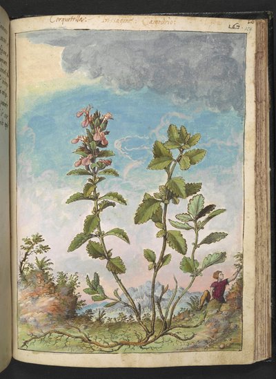 Teucrium chamaedrys (Wall Germander), de "Pinturas de la flora de los estados romanos" de Gherardo Cibo, Add MS 22333, f159r, c.1564-84 (acuarela y gouache sobre papel) de Gherardo Cibo
