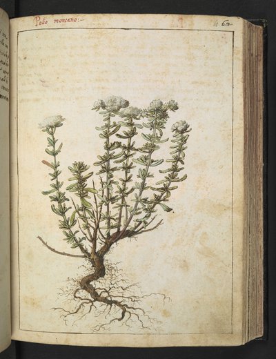 Teucrium montanum, de "Pinturas de flora de los estados romanos" de Gherardo Cibo, Add MS 22333, f068r, c.1564-84 (acuarela y gouache sobre papel) de Gherardo Cibo