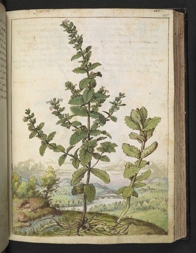 Teucrium scordium, de "Pinturas de Flora de los Estados Romanos" de Gherardo Cibo, Add MS 22333, f105r, c.1564-84 (acuarela y gouache sobre papel) de Gherardo Cibo