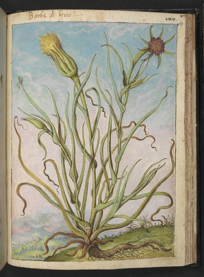 Tragopogon porrifolius, de "Pinturas de flora de los estados romanos" de Gherardo Cibo, Add MS 22333, f169r, c.1564-84 (acuarela y gouache sobre papel) de Gherardo Cibo