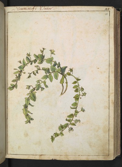 Veronica, de "Pinturas de Flora de los Estados Romanos" de Gherardo Cibo, Add MS 22333, f048r, c.1564-84 (acuarela y gouache sobre papel) de Gherardo Cibo