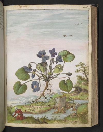 Viola odorata, de "Pinturas de flora de los estados romanos" de Gherardo Cibo, Add MS 22333, f104r, c.1564-84 (acuarela y gouache sobre papel) de Gherardo Cibo