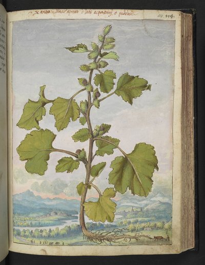 Xanthium strumarium, de "Pinturas de la flora de los estados romanos" de Gherardo Cibo, Add MS 22333, f110r, c.1564-84 (acuarela y gouache sobre papel) de Gherardo Cibo